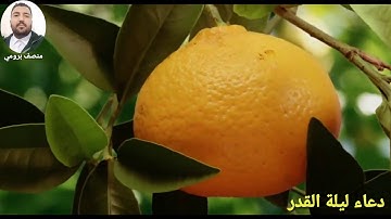 دعاء ليلة القدر//القارئ: منصف برومي.الله وليه