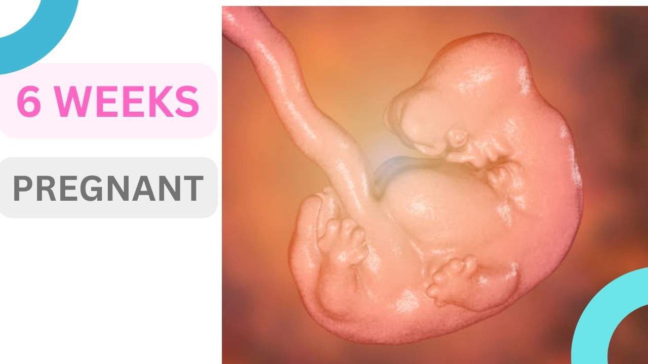 Pregnancy At Week 6 Baby Size Pregnancy Week By Week Wholesome pregnancy-at-week-6-baby-size-pregnancy-week-by-week-wholesome