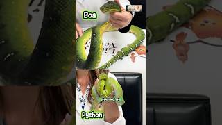 Python vs Boa: Can You Tell the Difference 🐍