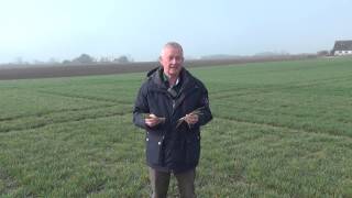 Bekæmpelse Af Flyvehavre I Vinterbyg