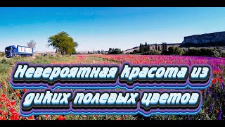 КРЫМ..Белая Скала.. Невероятная красота из диких полевых цветов.20.05.2024