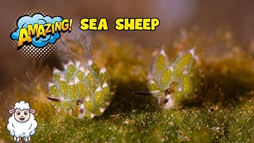 The Adorable Sea Sheep | Educational Video for kids