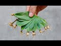 How to propagate leaves in sand to produce many roots at home