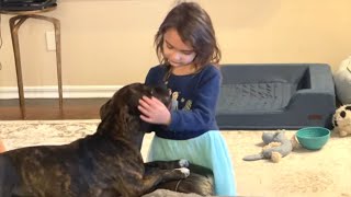 English Staffie and Kids the Perfect match