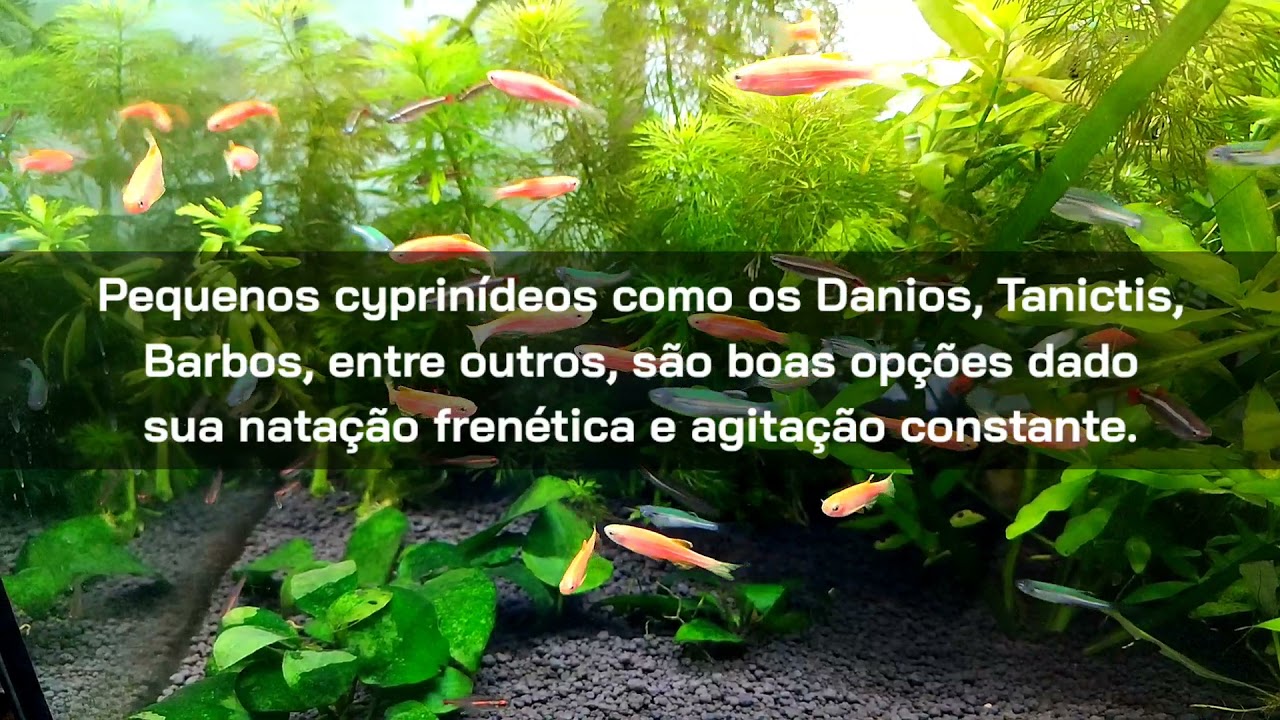 Aquário de pequenos cyprinídeos – Aquarismo Paulista