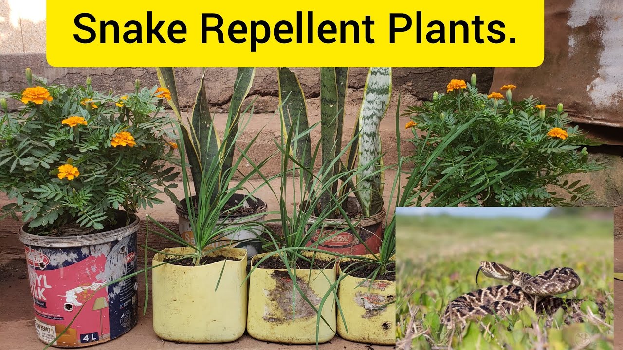 How To Repel Snakes From Your Garden/Home?