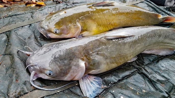 5 Spots to Find Catfish Ice Fishing