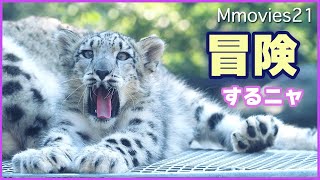 あるかりちゃん御予約❤ママ抱っこ〜❤生後２０日♡ユキヒョウベビー♡赤ちゃん♡ mqdefault.jpg