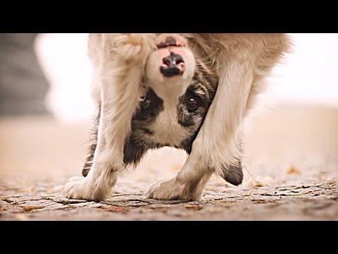 Border collie Zoe & AMAZING dog tricks!