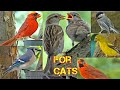 Vídeos para gatos para assistir, pássaros, esquilos , coelhos, esquilos , pombos,