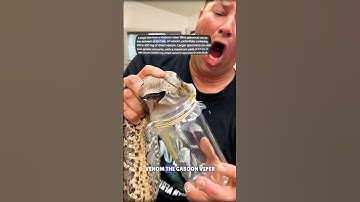Gaboon Viper Snake #science #sciencefacts