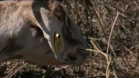 Goats vs. Kudzu on the Beltline