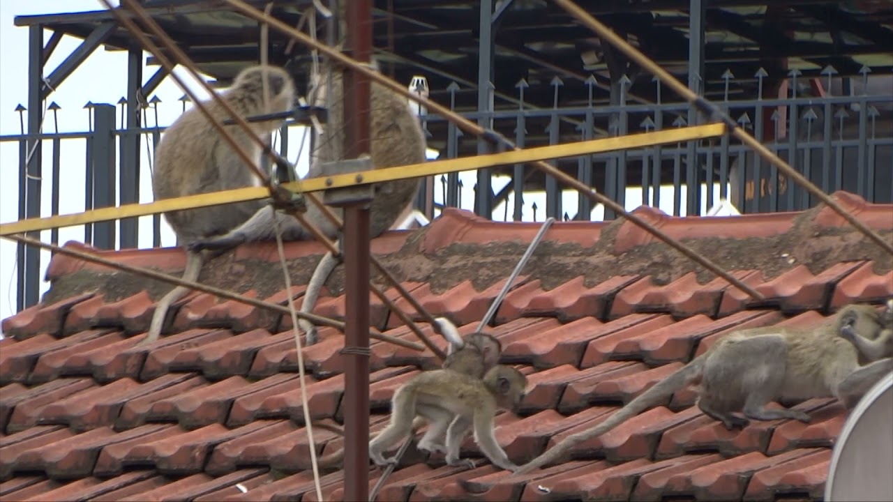 Vervet monkeys playing on residential rooftops. #Relaxation#Wellness