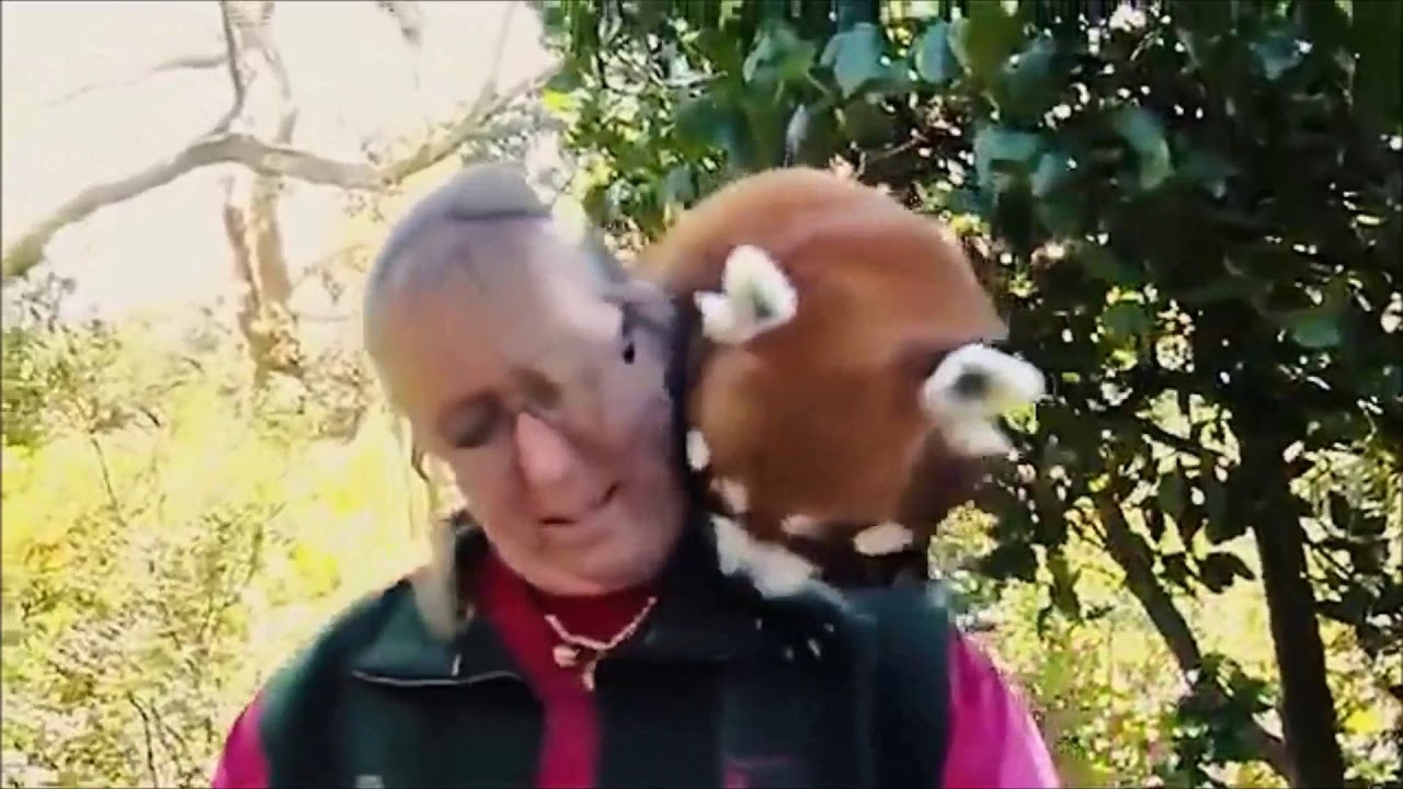 red panda compilation  cute panda rojo