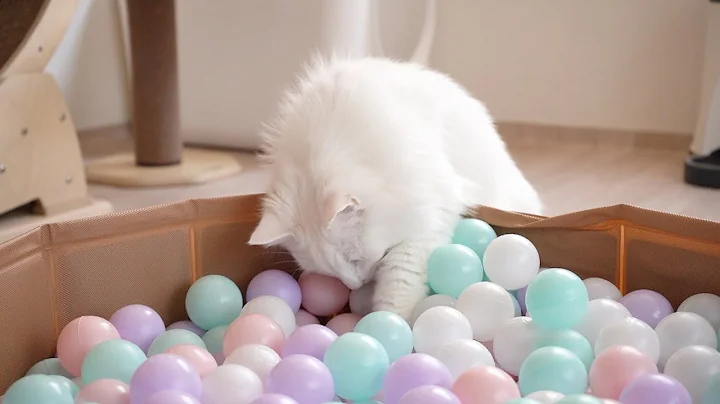 Video 3691901: tabby white norwegian forest, norwegian forest cat, blue tabby white