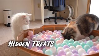 Finding Hidden Treats | Norwegian Forest Cats by Norwegian Forest Cats 380 views 4 months ago 2 minutes, 34 seconds