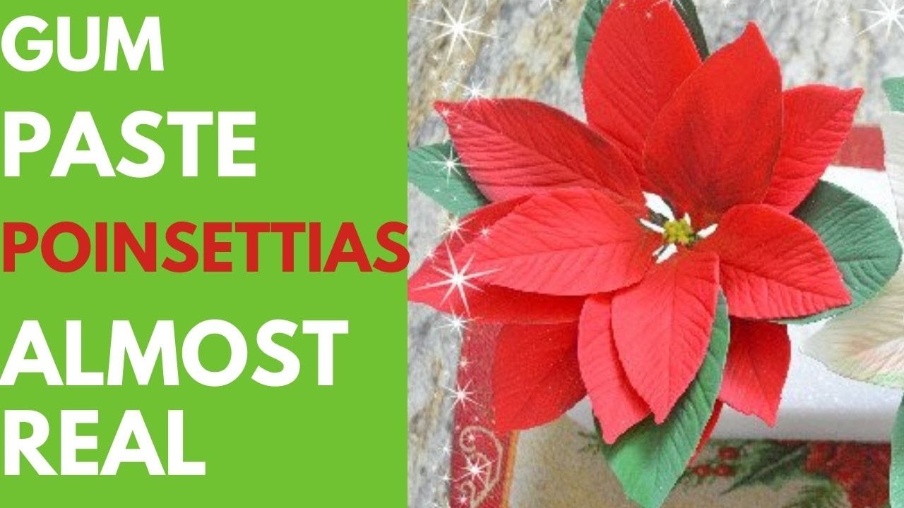 Фондан Пуансеттия