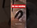Is it a Ghost or Something Else?😱 Real Jinn Face Caught on tree| Tapes by Fatima