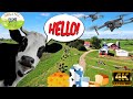 Organic dairy farm  4k drone film  wi dairy land 2021  vernon county  viroqua driftless area 