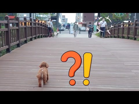 자신을 몰라본 개-딸 강아지를 서운하게 생각하는 철부지 아빠를 달래는 철든 강아지 ㅋㅋ(An immature dad <strong>vs</strong>. a grown <strong>dog</strong>-daughter.)