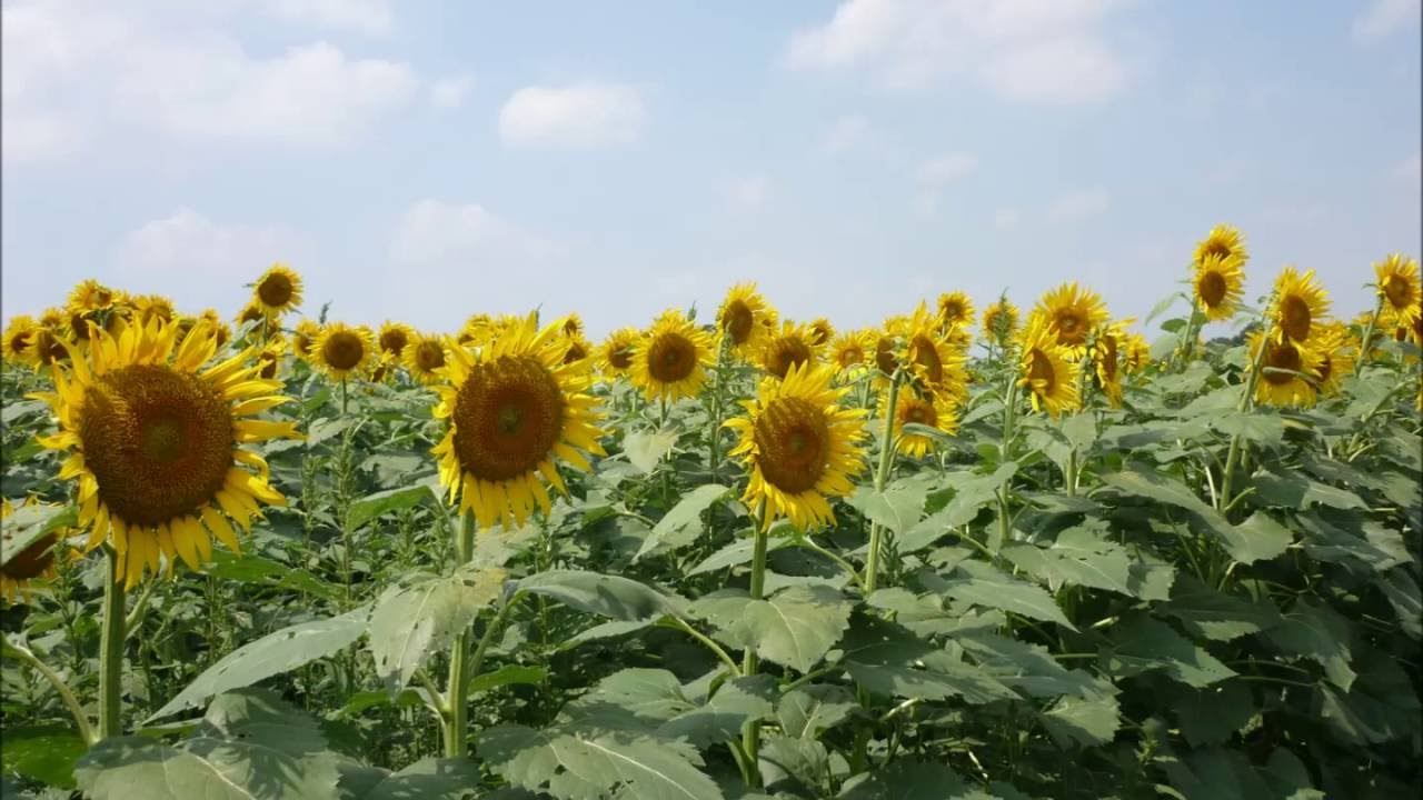 ヒマワリ ひまわり 向日葵 の花言葉 花言葉事典