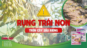 [Tập 1]: Nguyên nhân rụng trái non trên cây sầu riêng