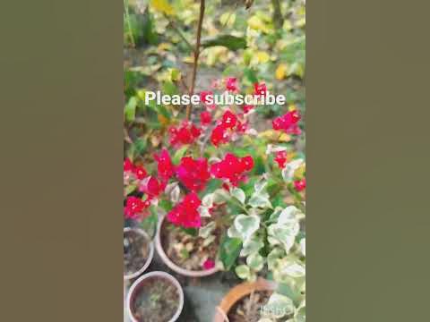 bougainvillea plant. Bagan bilash flower plant - YouTube