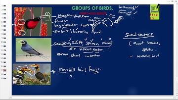 Primary six (p6) science lesson 5 GROUPS OF BIRDS PERCHING BIRDS, SWIMMING BIRDS etc.