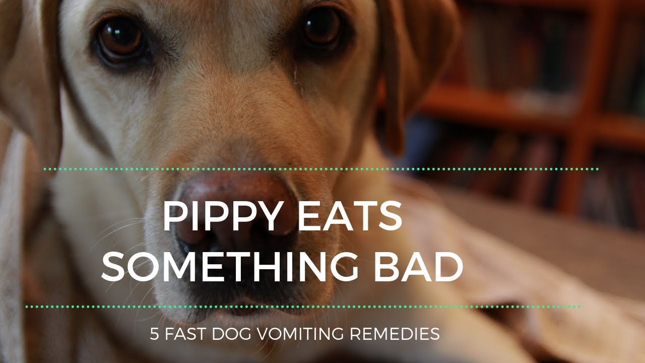 Pippy's Bad Day 5 Fast Dog Vomiting Remedies YouTube