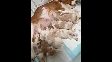 Available Puppies Visit My Facebook Group Https Www Facebook Com Share G 17DarkzDCJ If You 