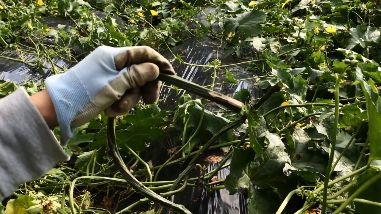 ヘチマ水の収穫