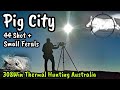 Hunting Boars with Thermal || Feral Pig, Cat & Fox Cull / Shooting Australia || 308 Winchester