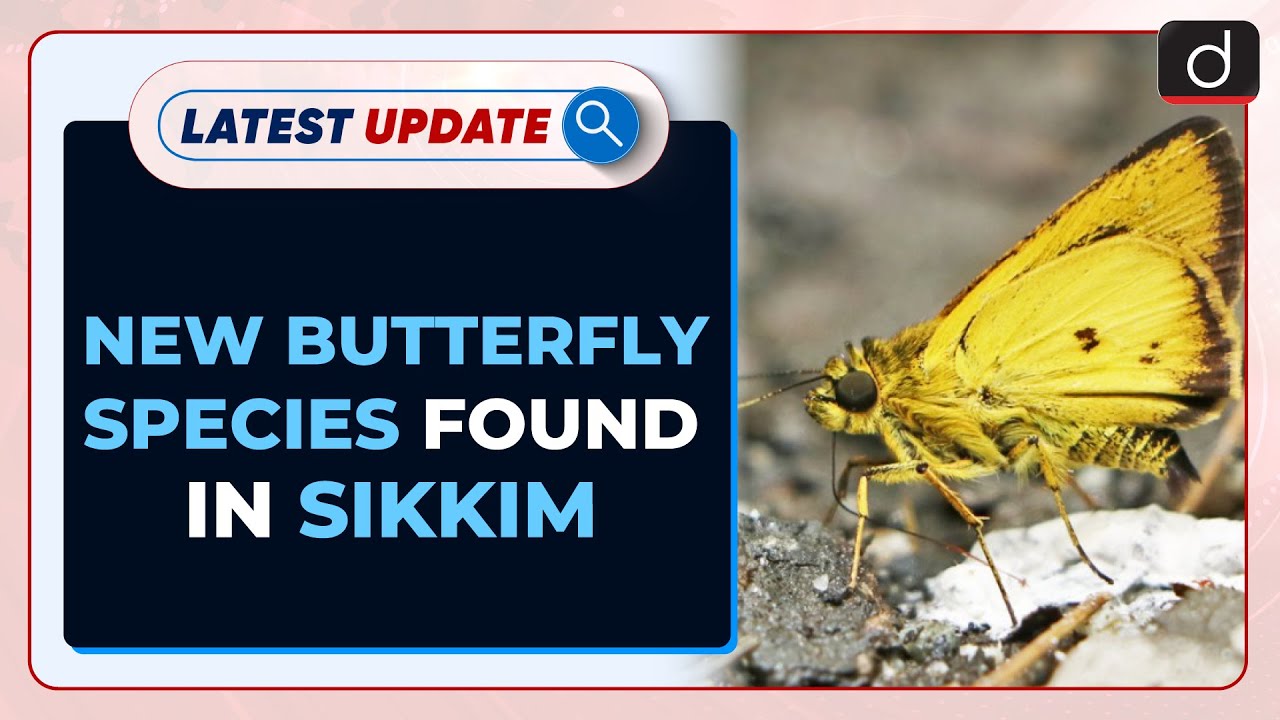 New Butterfly Species Found In Sikkim : Latest update | Drishti IAS English – Watch On YouTube