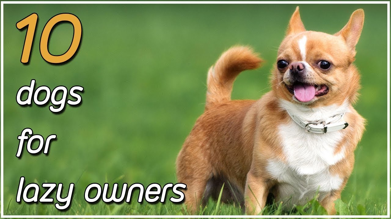 น้อง หมา พันธุ์ เล็ก  Update New  10 สุนัขที่เหมาะกับเจ้านายขี้เกียจ...เพราะว่าดูแลง่าย!! | dogs for lazy owners
