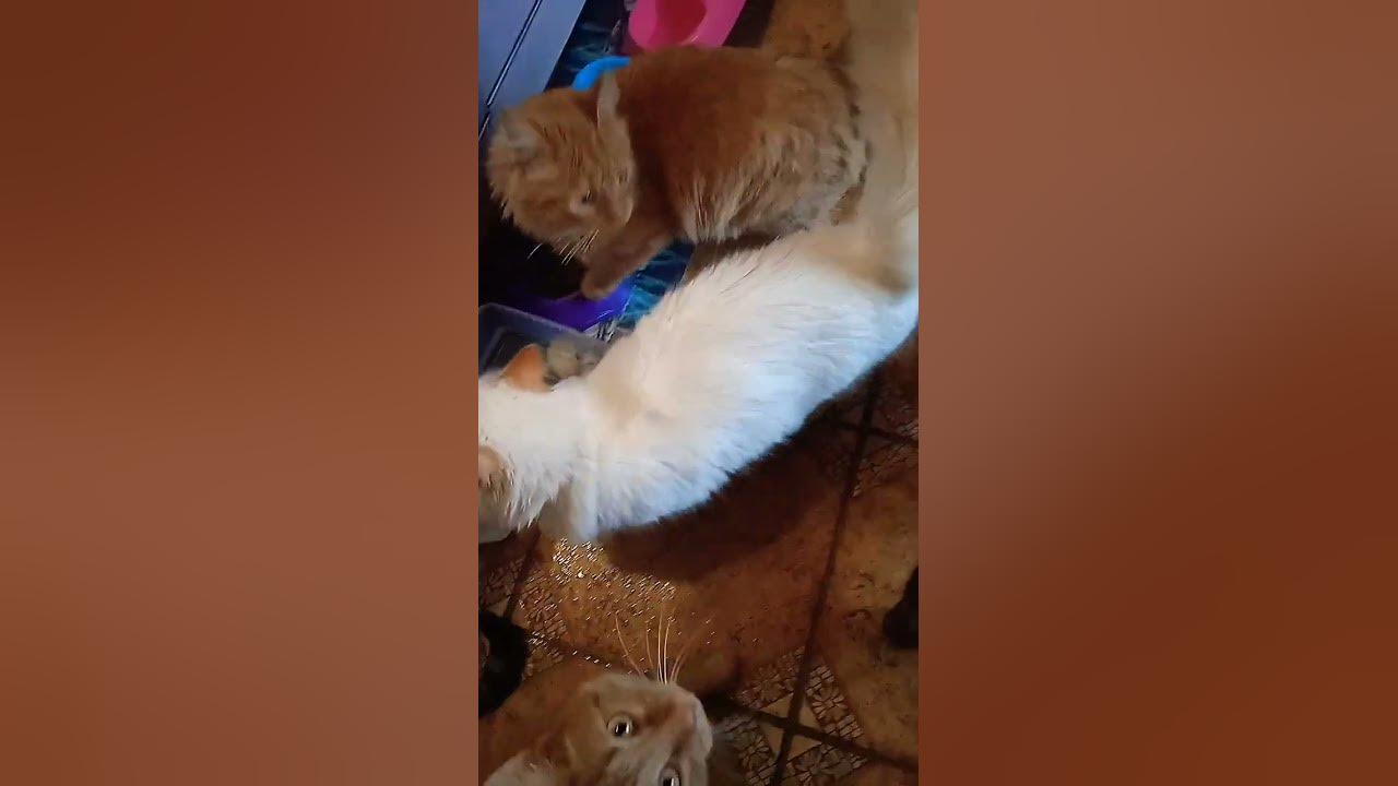 Вкусняшки для котиков! #cat #funny - YouTube