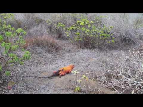 Video: Iguane Rosa Trovate Sulle Isole Galapagos