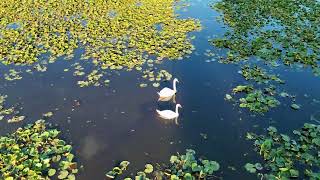 North Bay Park, Drone View • Ypsilanti, Michigan Summer 2025