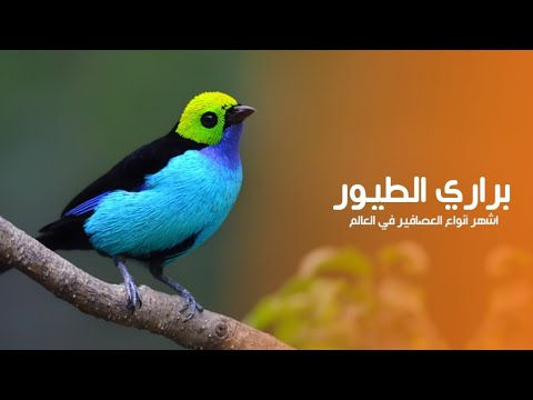 Magnificent Birds | Stunning Nature | Stress Relief | Relaxing Birds Sound | Soothing Birds Chirping