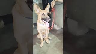 #german #shepherd #youtube #lovely #funny #comedy