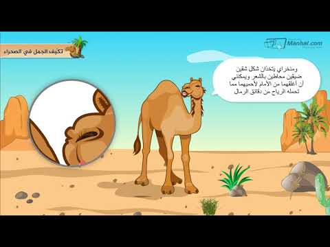 الجمل