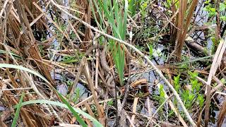 Wildlife at Sloans Pond