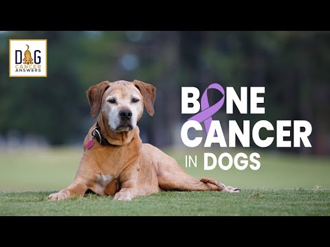 Video: Bone Cancer (Hemangiosarcoma) Sa Mga Aso