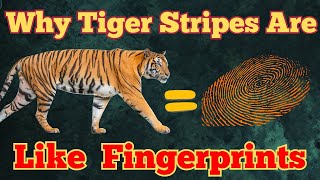 Nature’s Barcode: What Makes a Tiger’s Stripes Special?