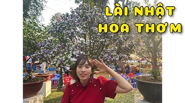 Cây Lài Nhật hoa thơm | 0386569374 - Ngọc Ngân Bến Tre | Chuyên cây độc lạ