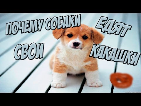 (Хочу знать) Почему собаки кушают свой кал?