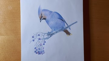 Drawing a bird with colored pencils | Time lapse
