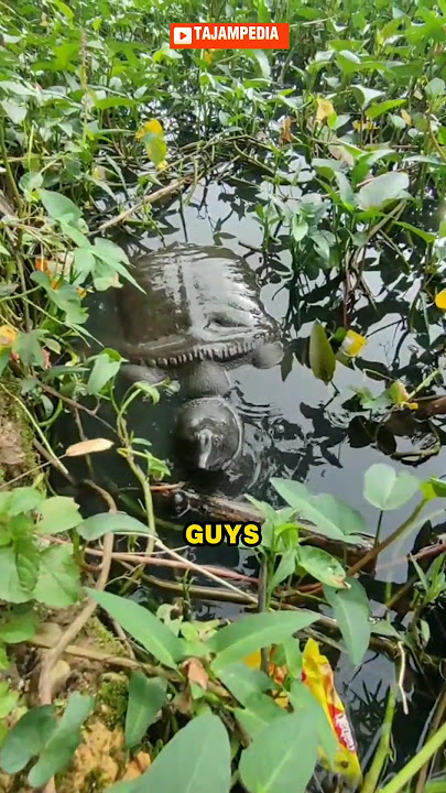 Cara Memanggil Labi-Labi dengan Mudah!