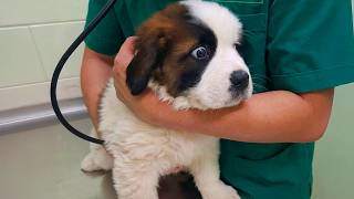 These DRAMATIC Puppies Discovering They’re At The Vet Be Like… 😂