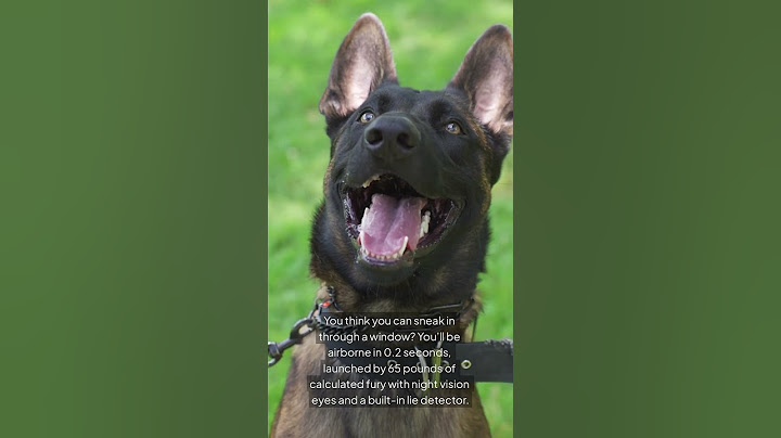 What Happens If You Mess With a Malinois? #highdrivedogs #emotionaldogs #malinoistraining