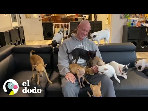 Video: Hot Dog: El Puente Aéreo Rescata A Los Chihuahuas Abandonados De Los Ángeles